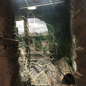 Tree mouse enclosure