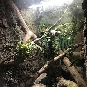 Emerald tree boa enclosure