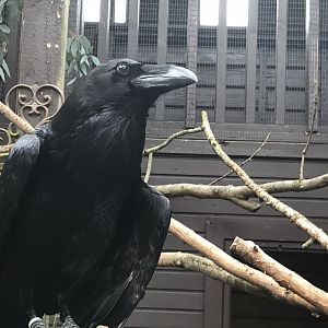 Raven