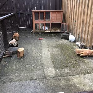Rabbit enclosure (3)