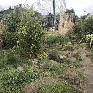Pygmy mongoose and cape porcupine enclosure (2)