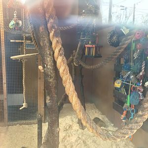 Squirrel monkey indoors