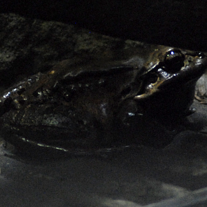 Mountain Chicken Frog - Bristol Zoo 2022