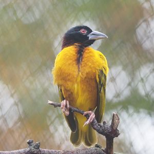 Male Village weaver (Ploceus cucullatus), 2021-11-06