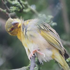 Female Village weaver (Ploceus cucullatus), 2021-11-06