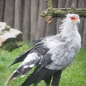 Secretary bird (Sagittarius serpentarius), 2021-11-06