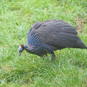 Vulturine guineafowl (Acryllium vulturinum), 2021-11-06