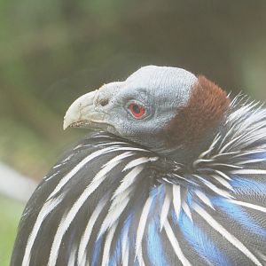 Vulturine guineafowl (Acryllium vulturinum), 2021-11-06