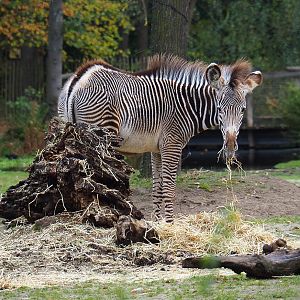 Juvenile Grevy's zebra (Equus grevyi), 2021-11-06