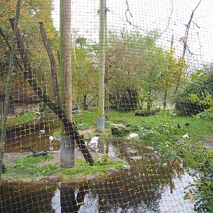 African waterfront aviary, 2021-11-06