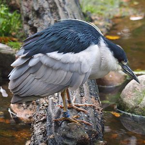 Black-crowned night heron (Nycticorax nycticorax nycticorax), 2021-11-06