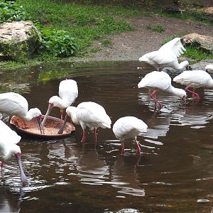 Foraging African spoonbills (Platalea alba), 2021-11-06