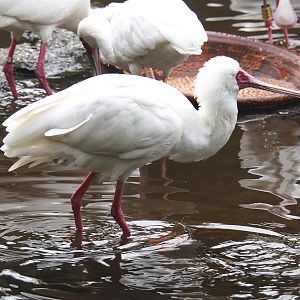 African spoonbill (Platalea alba), 2021-11-06