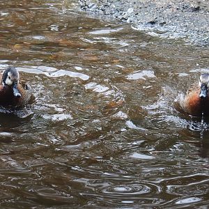 Bathing White-faced whistling ducks (Dendrocygna viduata), 2021-11-06
