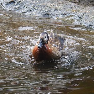 Bathing White-faced whistling duck (Dendrocygna viduata), 2021-11-06