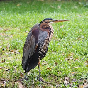 Purple heron (Ardea purpurea), 2021-11-06