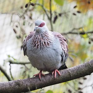 Speckled pigeon (Columba guinea), 2021-11-06