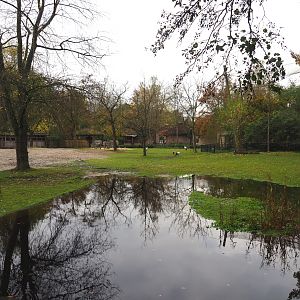 Grevy's zebra paddock, 2021-11-06