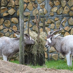 Addaxes (Addax nasomaculatus), 2021-11-06