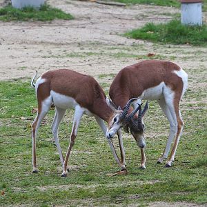 Mhorr gazelles (Nanger dama mhorr), 2021-11-06