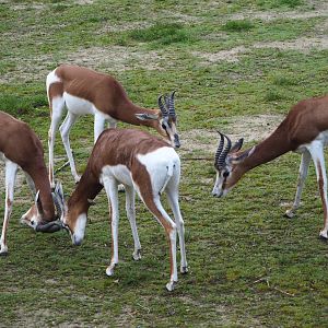 Mhorr gazelles (Nanger dama mhorr), 2021-11-06