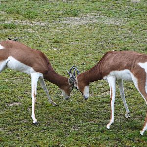 Mhorr gazelles (Nanger dama mhorr), 2021-11-06