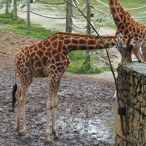 Kordofan giraffe (Giraffa camelopardalis antiquorum), 2021-11-06