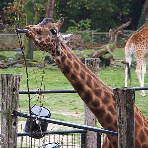 Kordofan giraffe (Giraffa camelopardalis antiquorum), 2021-11-06