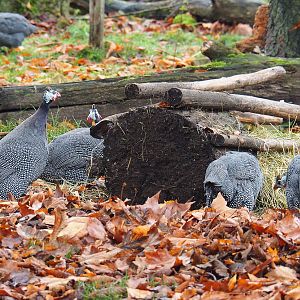 Helmeted guineafowl (Numida meleagris), 2021-11-06