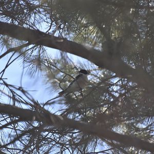 Collared flycatcher