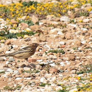 Red-throated pipit on the move