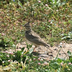 Crested lark