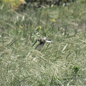 Motacilla flava feldegg in flight