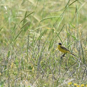 Motacilla flava feldegg