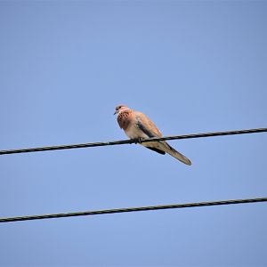 Laughing dove