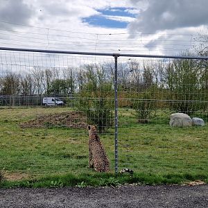 Cheetah exhibit