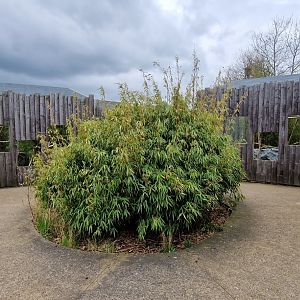 Southern Oncilla/ Rusty-spotted cat corner