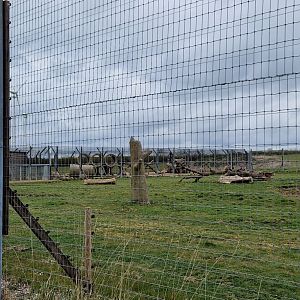 Syrian Brown Bear exhibit