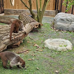 White-nosed Coati