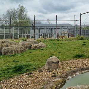 Malayan tiger exhibit