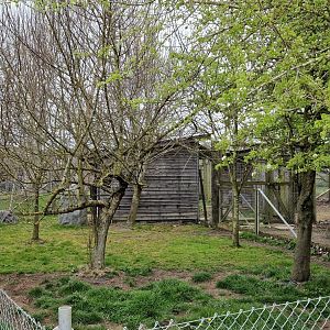 Eastern Aardwolf exhibit
