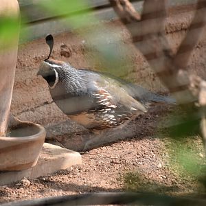 Gambel's quail