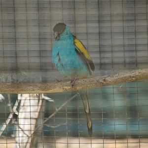 Hooded parrot