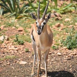 Thomson's gazelle
