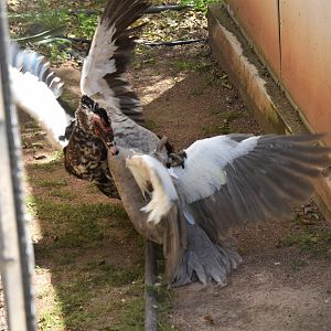 Muscovy ducks fighting