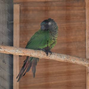 White-eared conure
