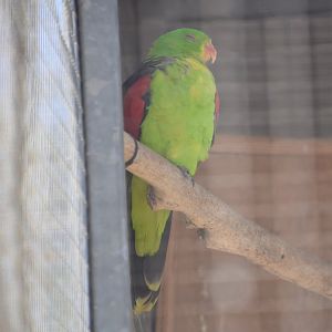Red-winged parrot