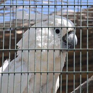White cockatoo