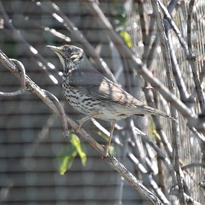 Song thrush