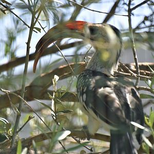 Western red-billed hornbill